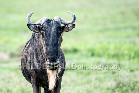 Wildebeest