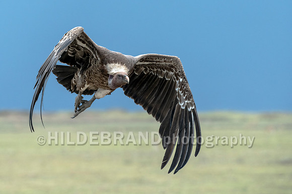 Rüppell's vulture