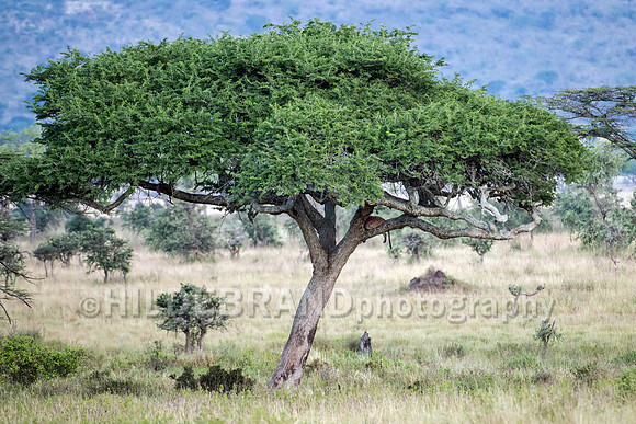 Sleeping leopard