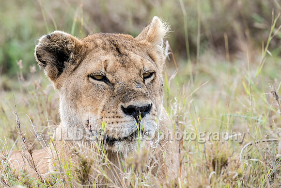 Lioness
