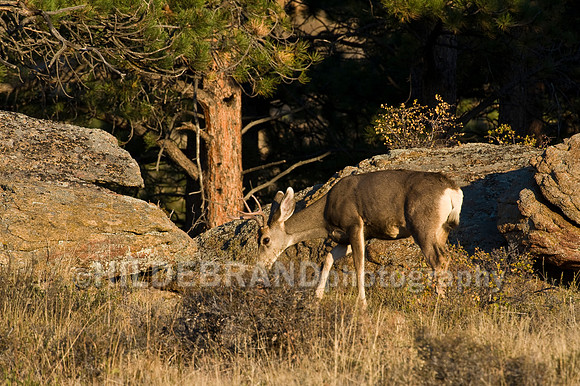 Mule Deer Buck