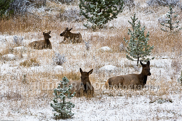 Resting Elk