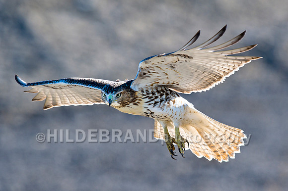 Backlit Flight