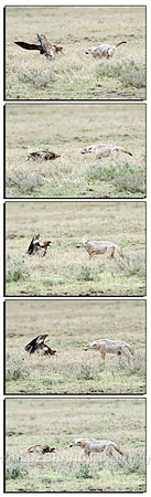 The stand-off