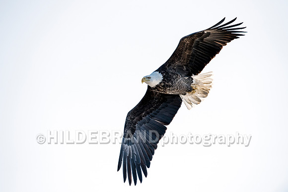 Bald Eagle