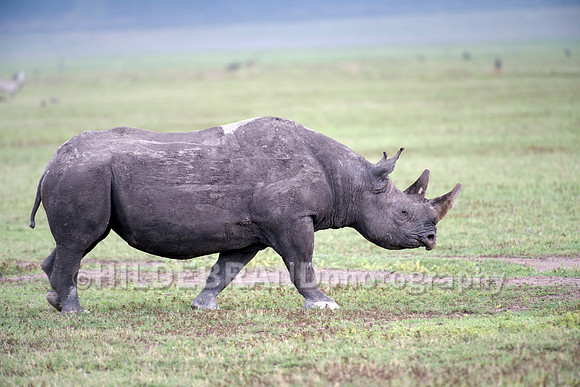 Black rhinoceros