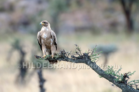 Tawny Eagle