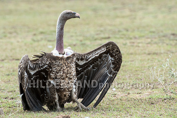 Rüppell's vulture
