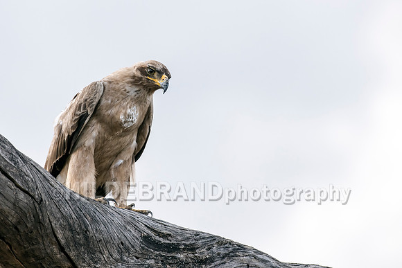 Tawny Eagle