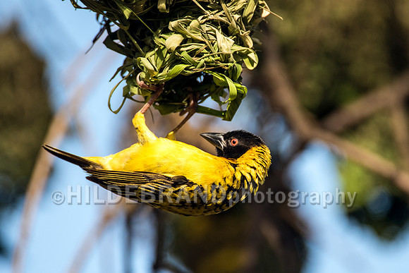 African Masked Weaver