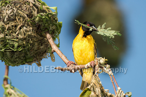 African Masked Weaver