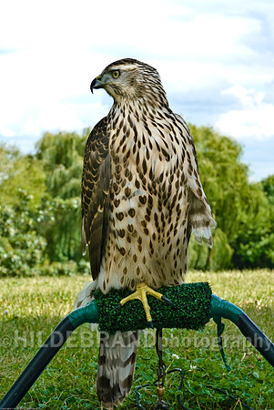 Immature Goshawk on Perch