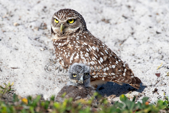 Burrowing Owl