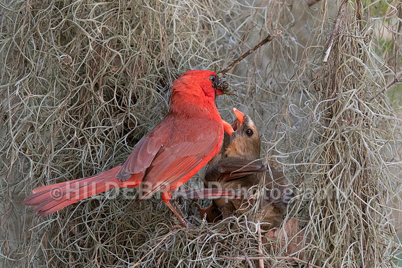 Northern Cardinal