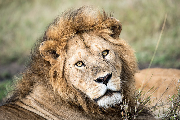 Lion stare