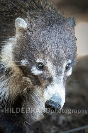 Coatimundi