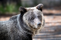A Grizzly Named Miracle