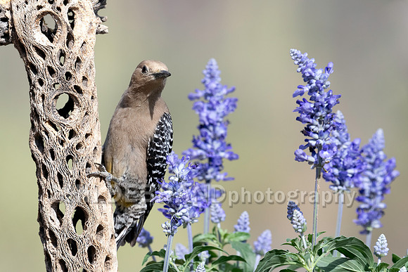 Gila Woodpecker