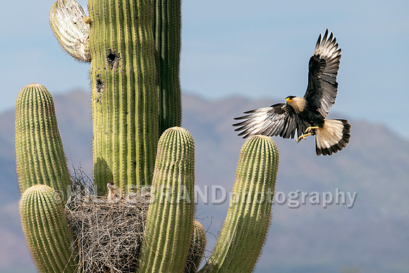 Crested Caracara