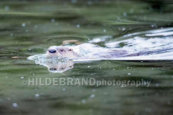 North American River Otter