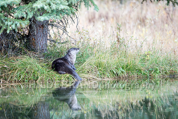 North American River Otter