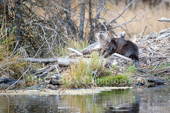North American River Otter