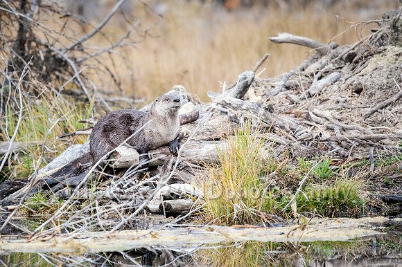 North American River Otter