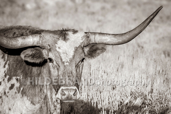 Not-so-long Longhorn