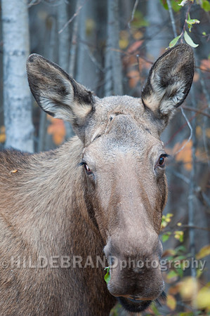 Moose