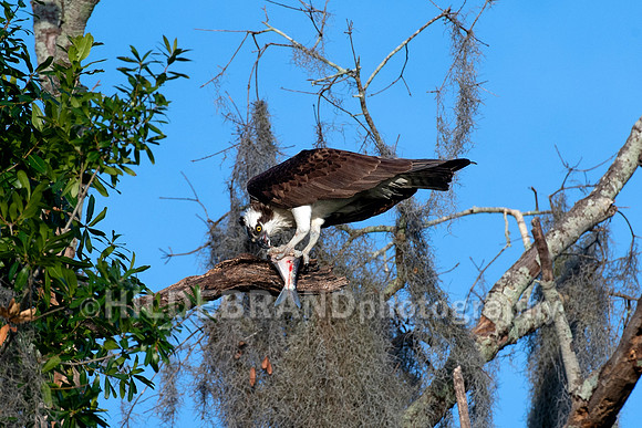 Osprey