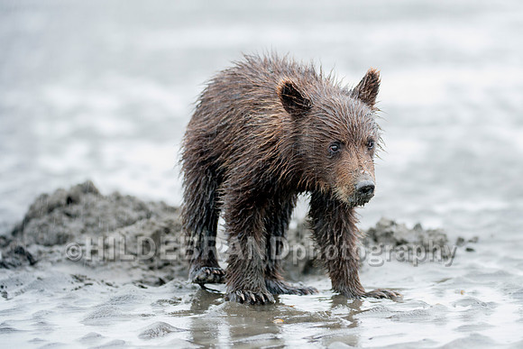 Wet and Muddy