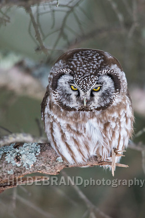 Boreal Owl