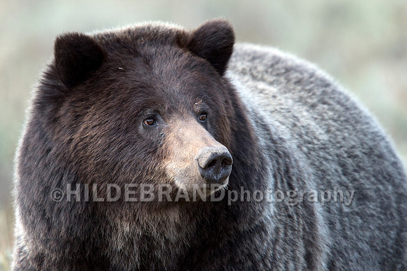 Grizzly