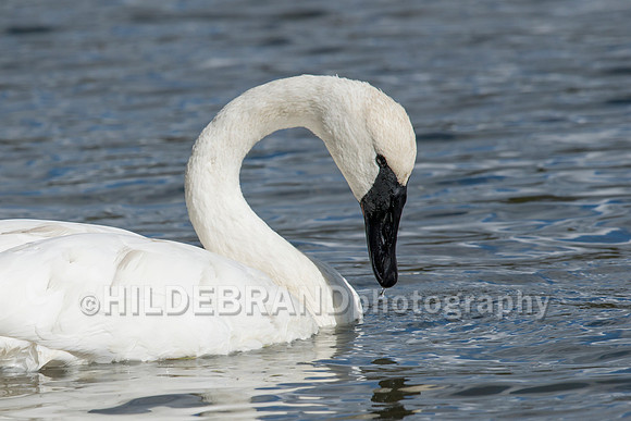 Trumpeter Swan