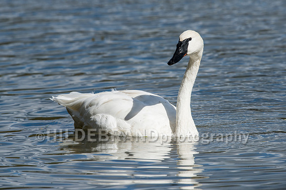 Trumpeter Swan