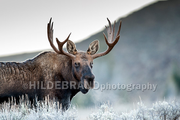 Frosty Morning