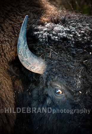 Bison Glare