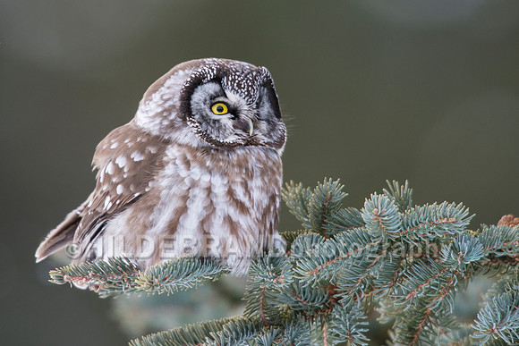 Boreal Owl