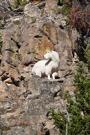 Mountain Goat