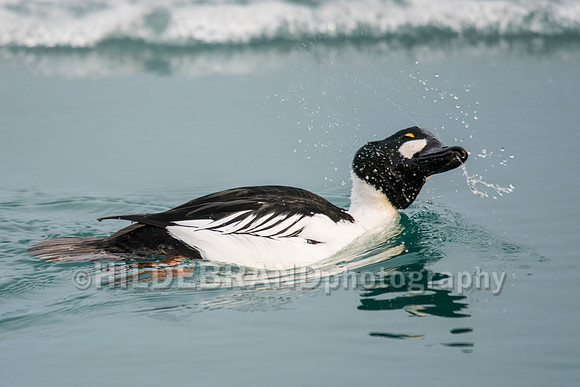 Common Goldeneye