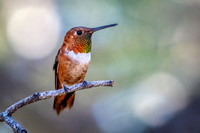 Rufous Hummingbird