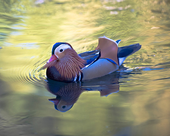 Mandarin Duck