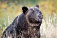 Grizzly Bear 399