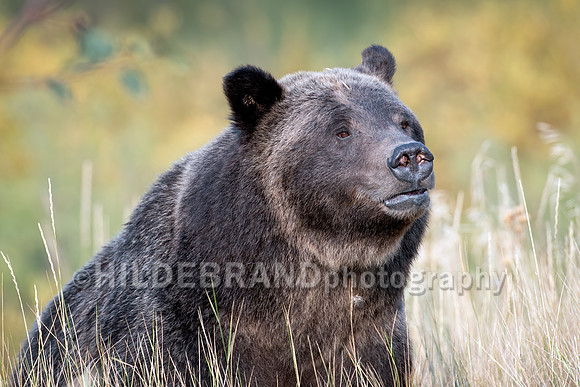 Grizzly Bear 399
