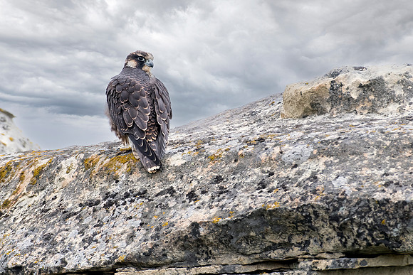 Pictured Rocks Peregrine Falcon