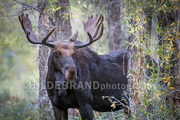 Moose encounter