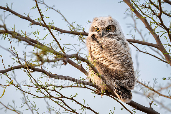 Shadow Ridge Owlets