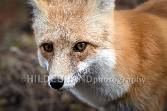 Red Fox