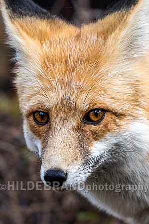 Red Fox