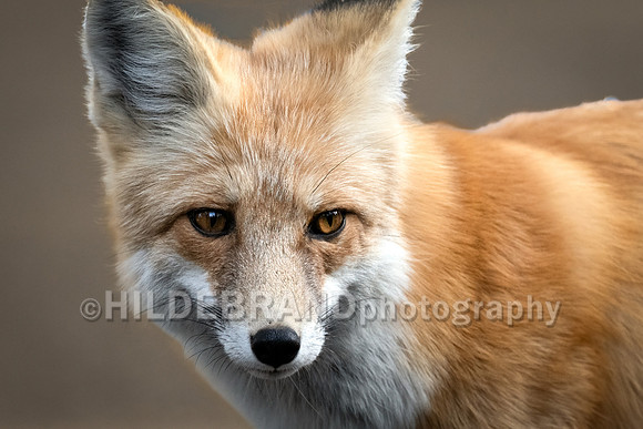 Red Fox